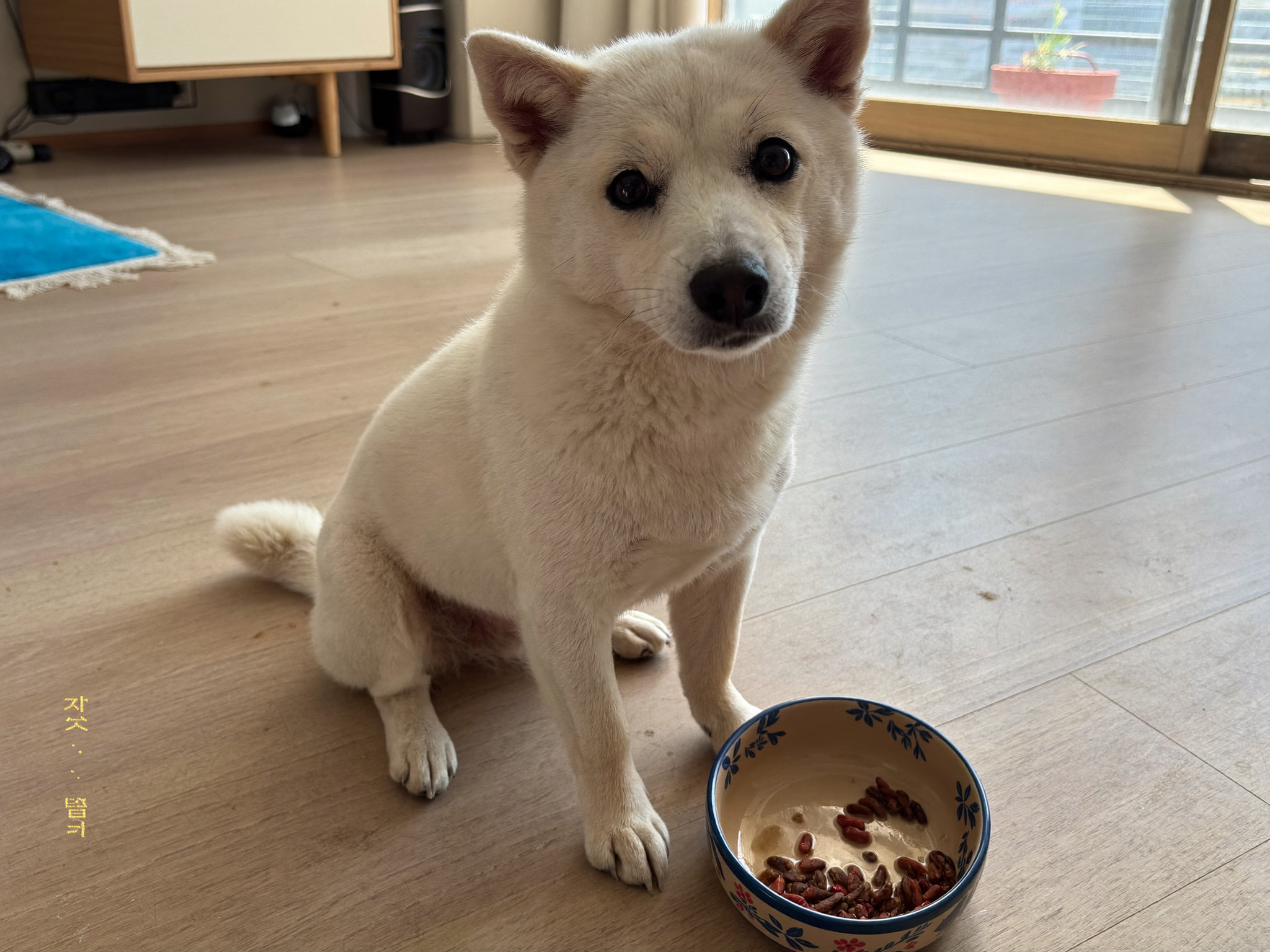 그릇 앞에 앉은 소형견