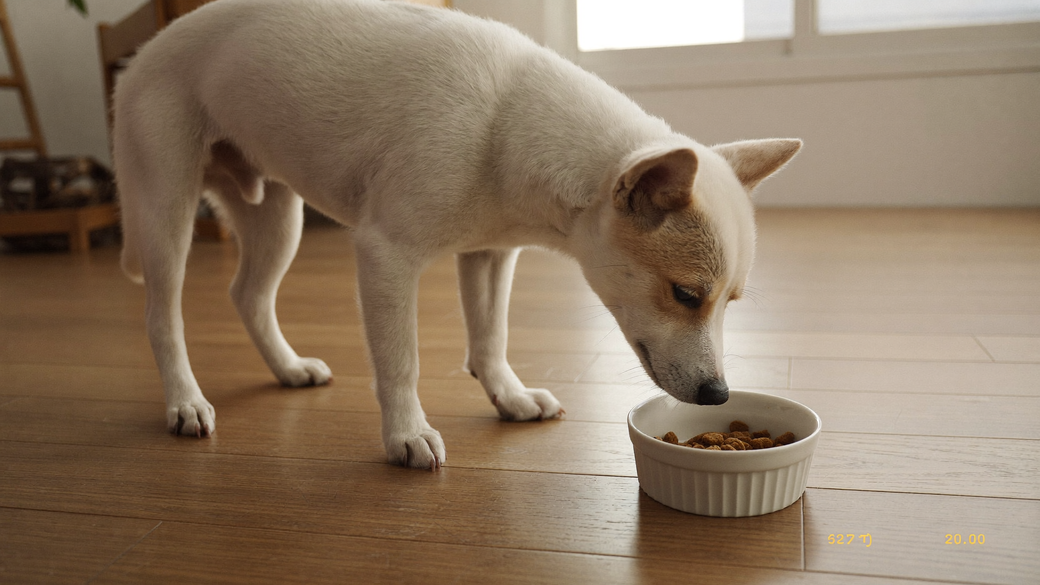입 짧은 소형견 사료 교체, 며칠에 걸쳐 바꿀까