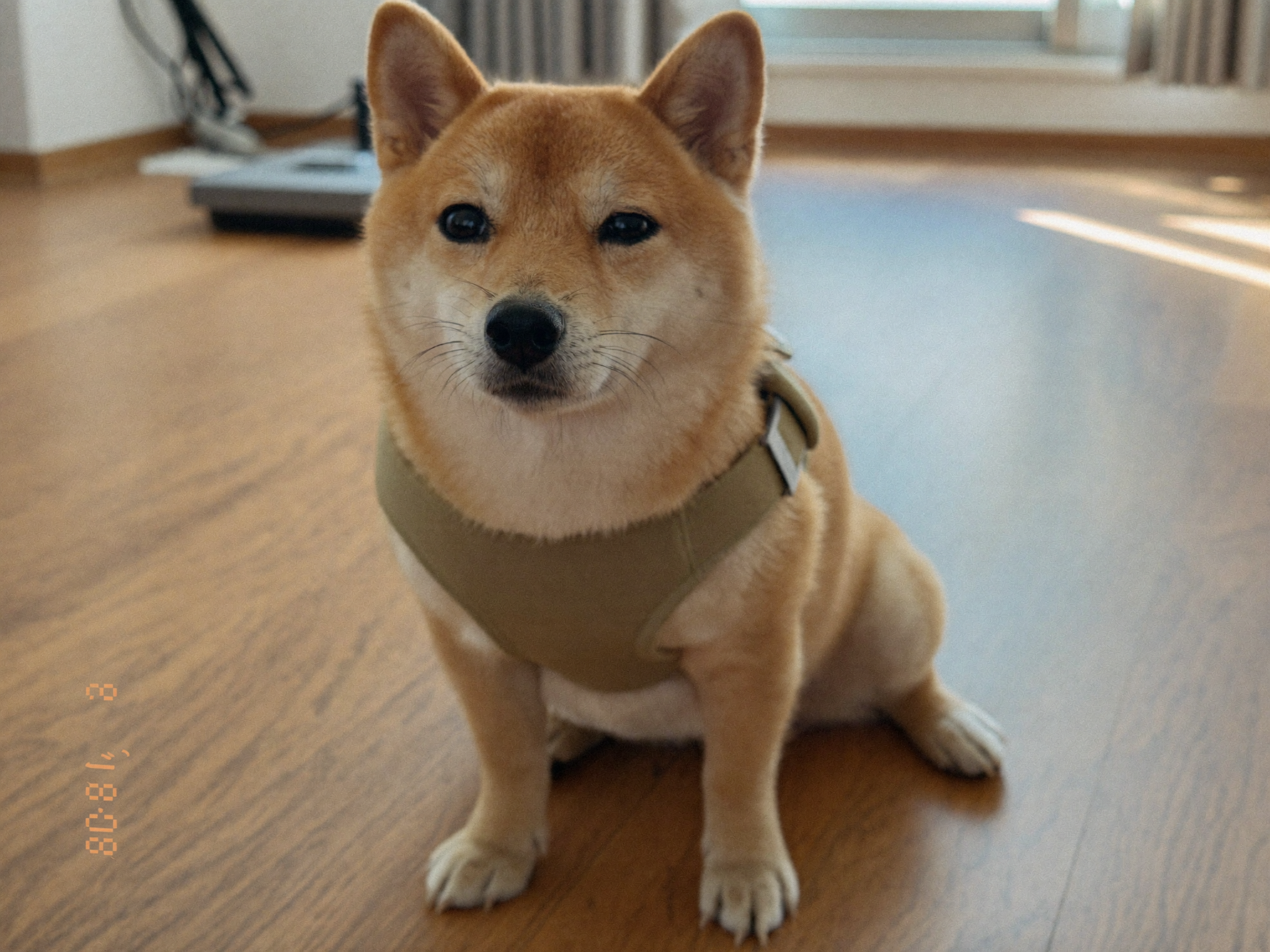 조끼형 하네스를 착용하고 앉아 있는 소형견