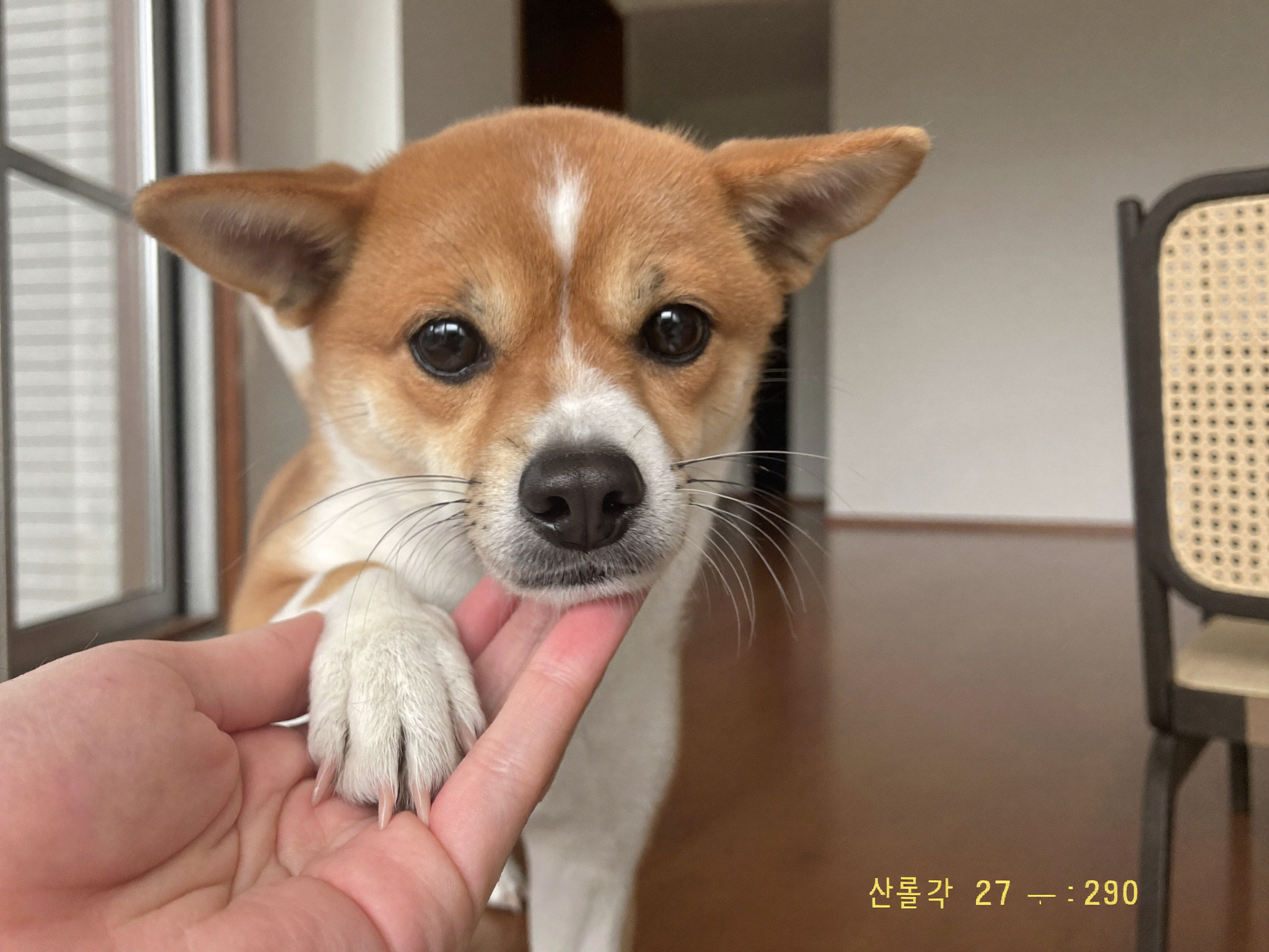 사람 손 위에 올려둔 소형견의 발