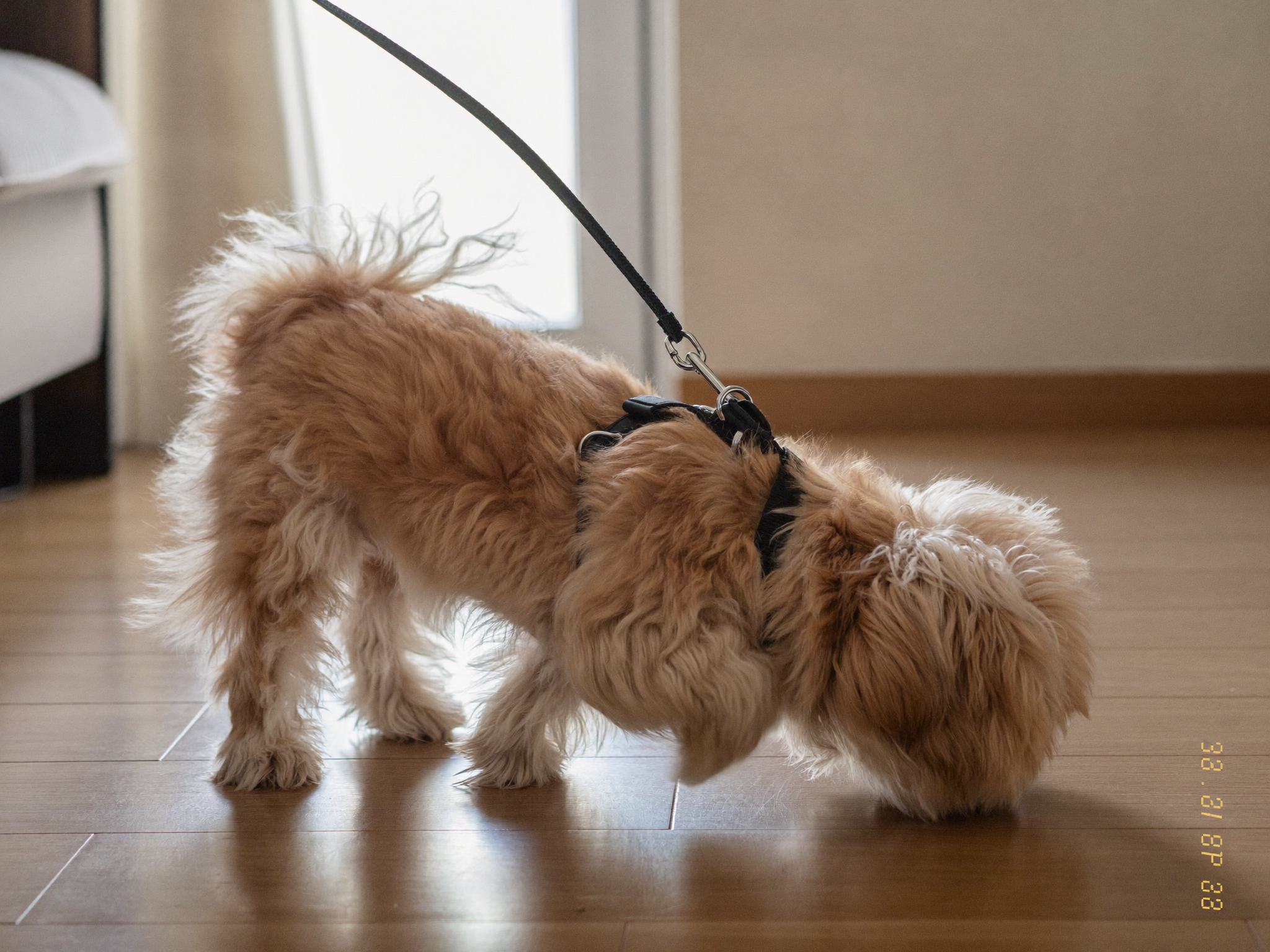 리드줄을 하고 걷는 소형견