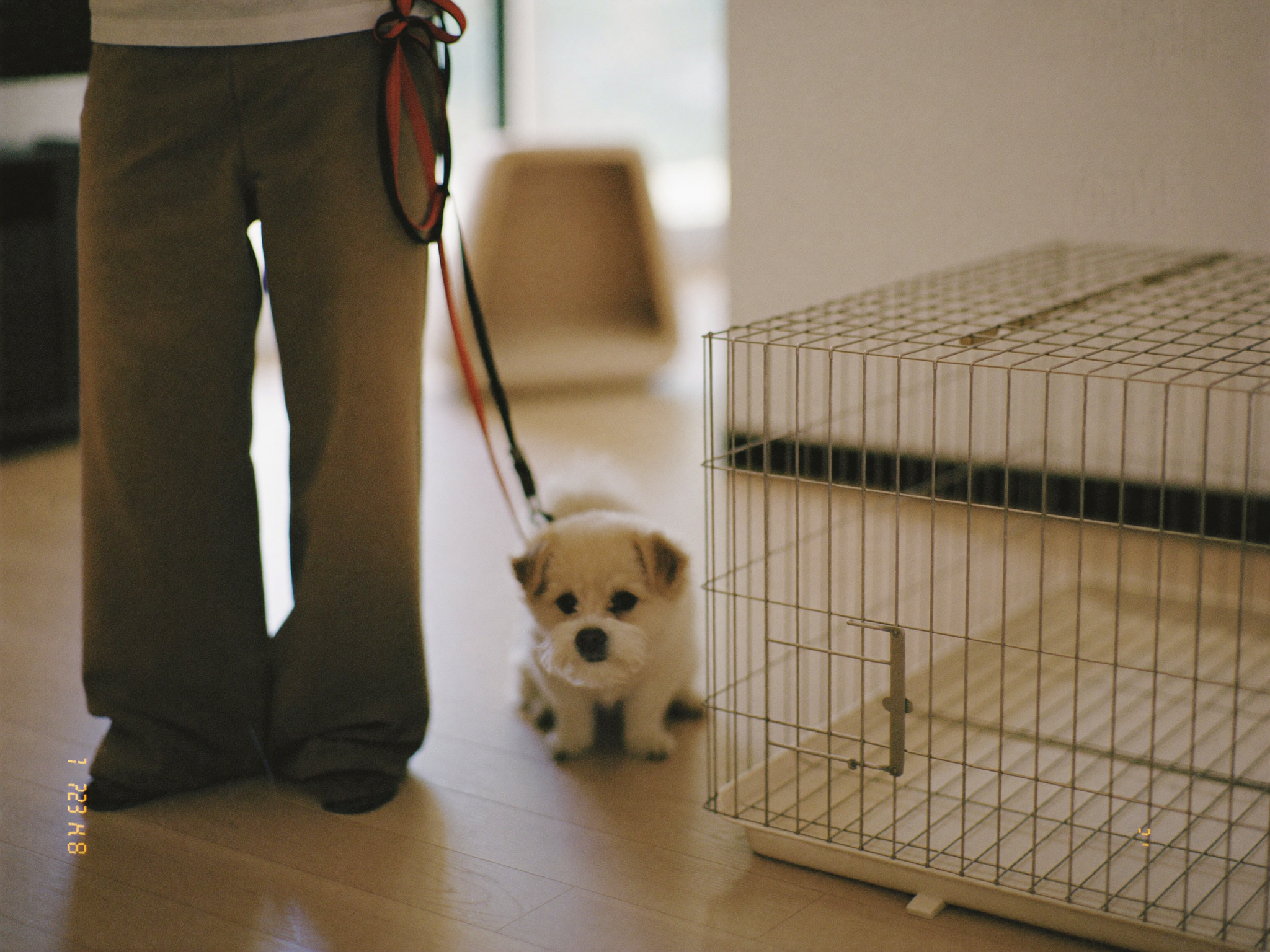 이동장 옆에 서 있는 소형견