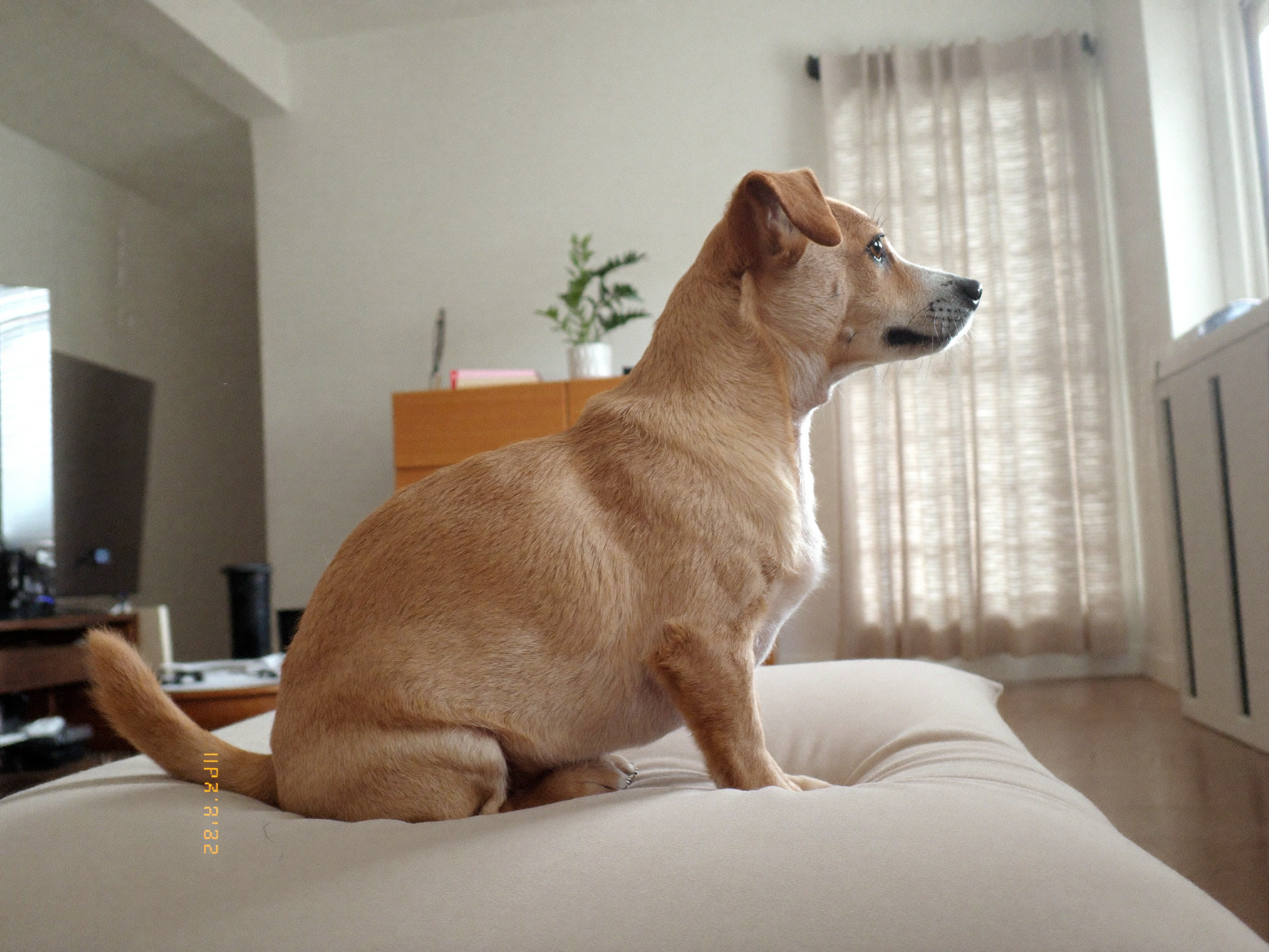 방석 위에 앉아 있는 소형견
