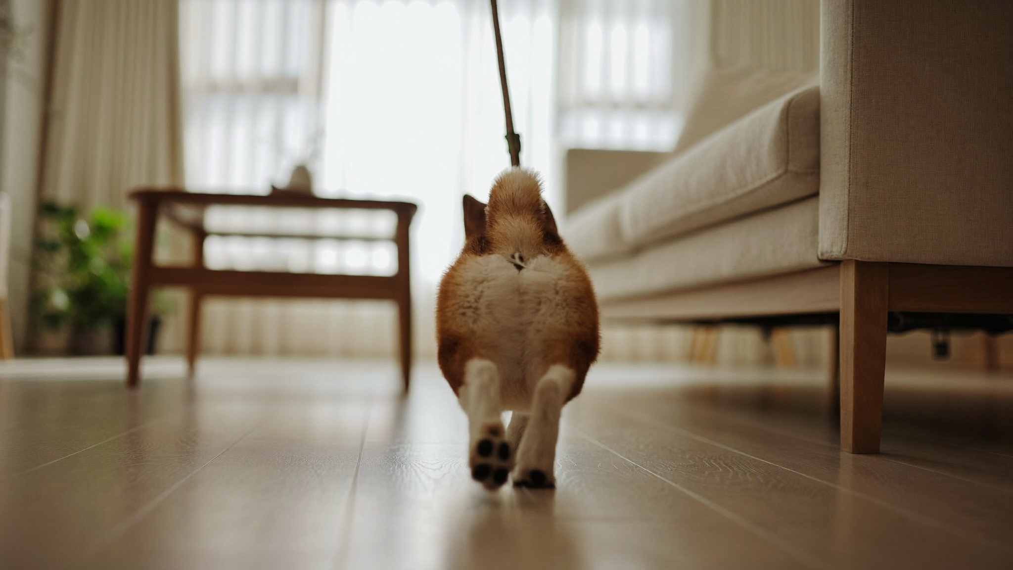 소형견 줄 당길 때 방향 바꿔서 고치는 법