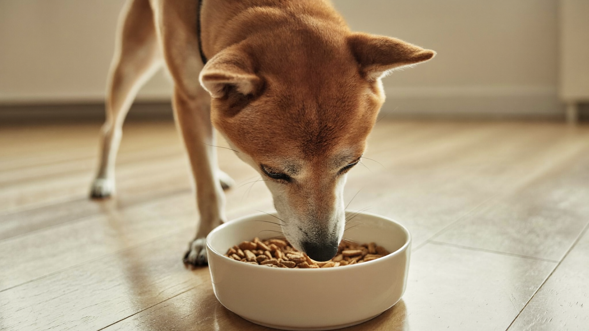 입 짧은 소형견 토퍼 며칠에 한 번 바꿔줘야 질리지 않을까