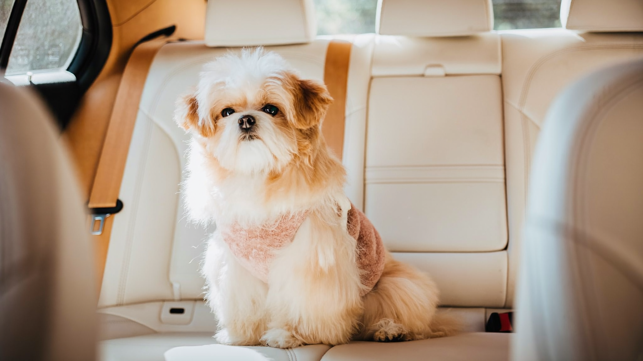 차 뒷좌석에 앉은 소형견